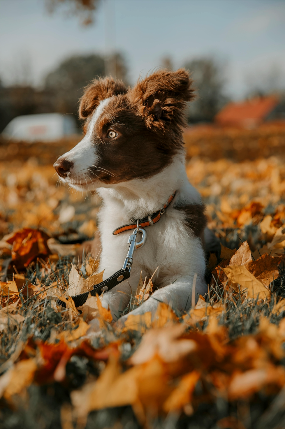 An image of a dog laying in an Autumn fields on the rescue mentors template store website. 